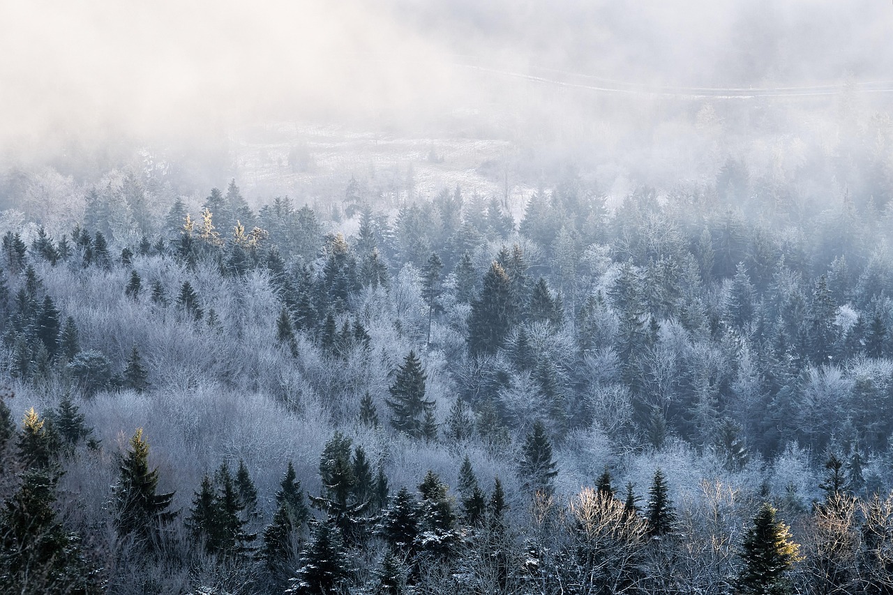 fog, forest, winter, white, landscape, snow, cold, season, wilderness, trees, white, white, nature, white, white, white